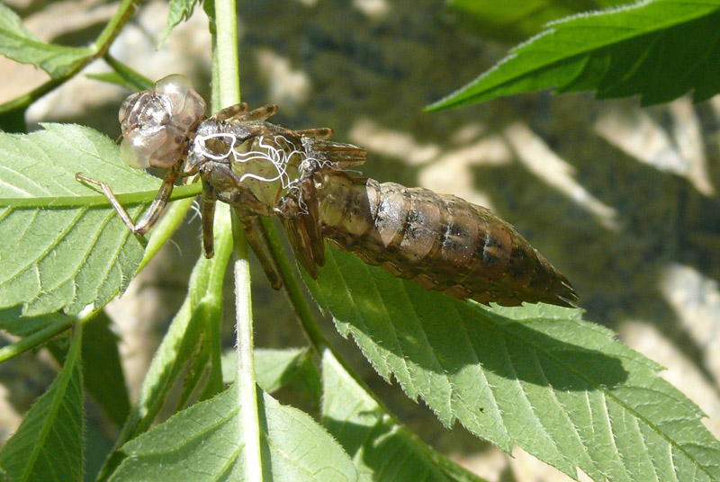 esuvia - Aeshna cyanea
